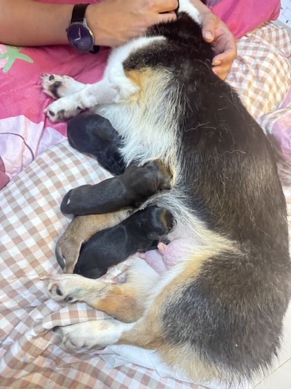 คอร์กี้ (Corgi) คอร์กิพู Corgipoo