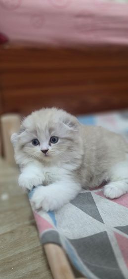 สก็อตติช โฟลด์ (Scottish Fold) สก๊อตติชโฟลด์