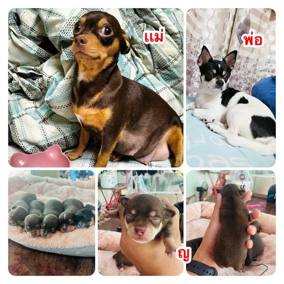 ลูกสุนัขชิวาวา รูปที่ 2
