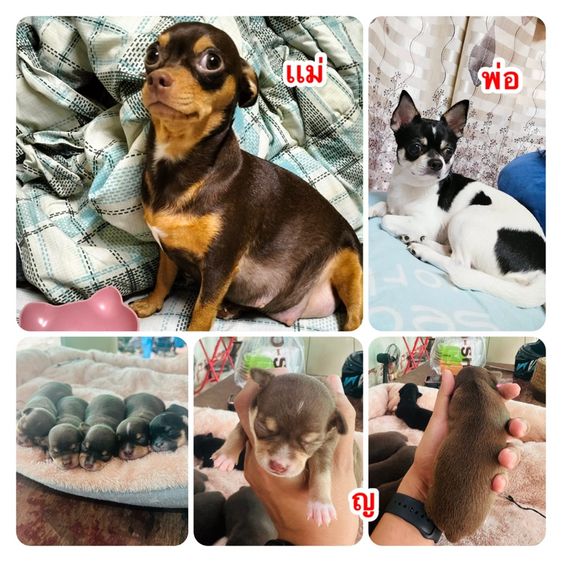 ลูกสุนัขชิวาวา รูปที่ 4