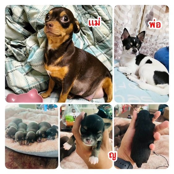 ลูกสุนัขชิวาวา รูปที่ 3