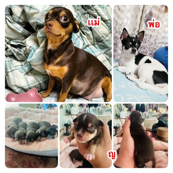 ลูกสุนัขชิวาวา รูปที่ 5