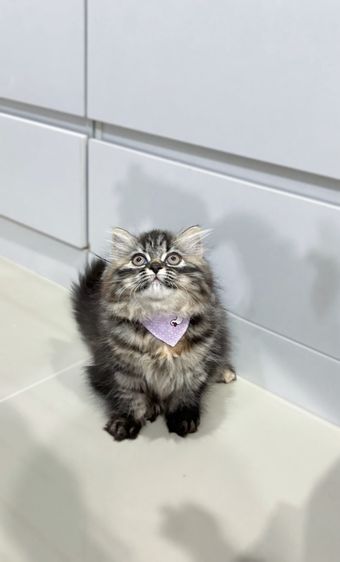 ลูกแมวเปอร์เซีย