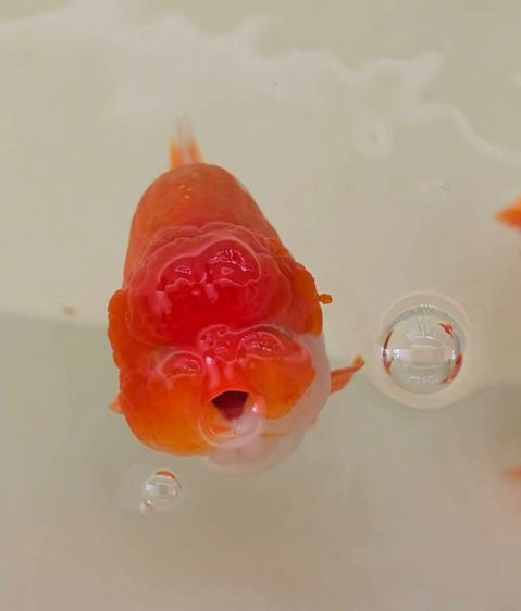 ปลาทอง