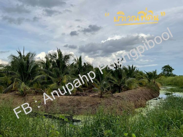 ขายที่ดิน พร้อมสวนมะพร้าว บ้านเลือก อ.โพธาราม จ.ราชบุรี รูปที่ 3