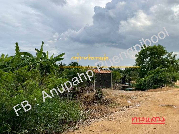 ขายที่ดิน พร้อมสวนมะพร้าว บ้านเลือก อ.โพธาราม จ.ราชบุรี รูปที่ 2