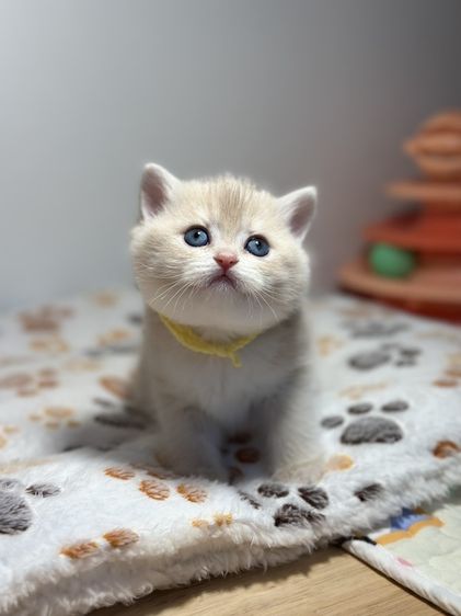 แมวบริติช -ช็อตแฮร์ สี Cy รูปที่ 10