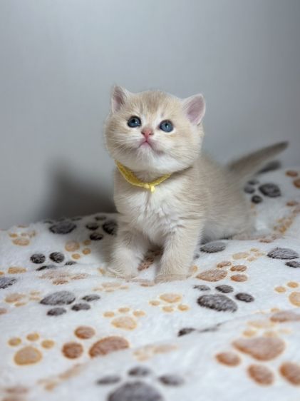 แมวบริติช -ช็อตแฮร์ สี Cy รูปที่ 9