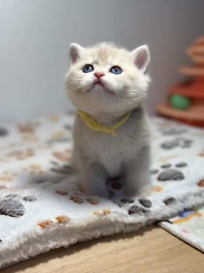 แมวบริติช -ช็อตแฮร์ สี Cy รูปที่ 11