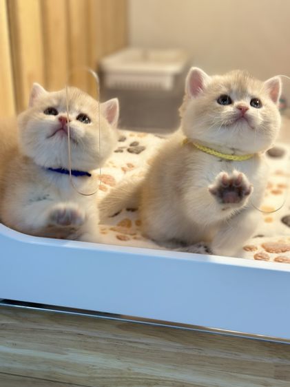 แมวบริติช -ช็อตแฮร์ สี Cy รูปที่ 5