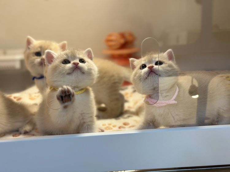 แมวบริติช -ช็อตแฮร์ สี Cy รูปที่ 4