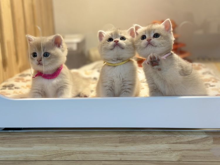 แมวบริติช -ช็อตแฮร์ สี Cy รูปที่ 3