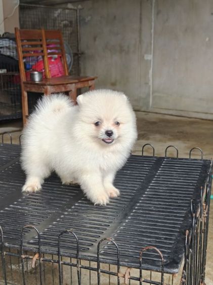 ปอม นครปฐม รูปที่ 2