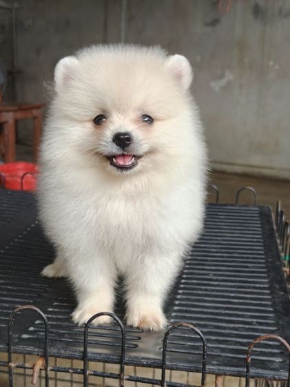 ปอม นครปฐม รูปที่ 3
