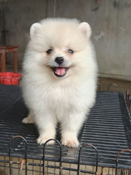 ปอม นครปฐม รูปที่ 4