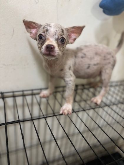 ชิวาวา (Chihuahua) เล็ก ขายลูกชิวาวาขนสั้น สีเมอร์ เพศผู้ขนสั้น