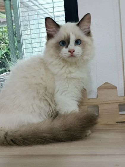 ragdoll