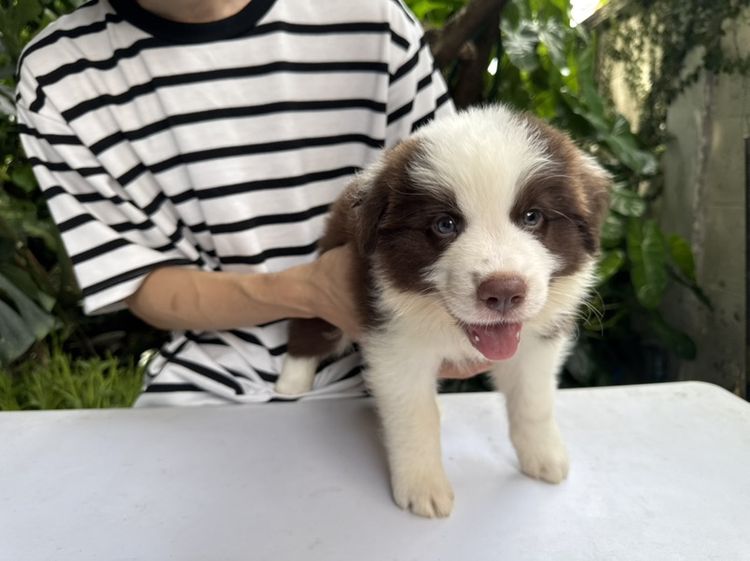 Border Collie