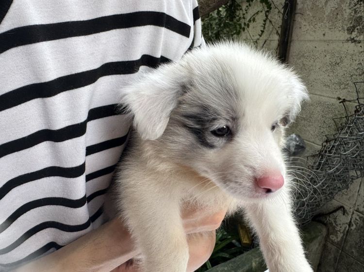 Border Collie