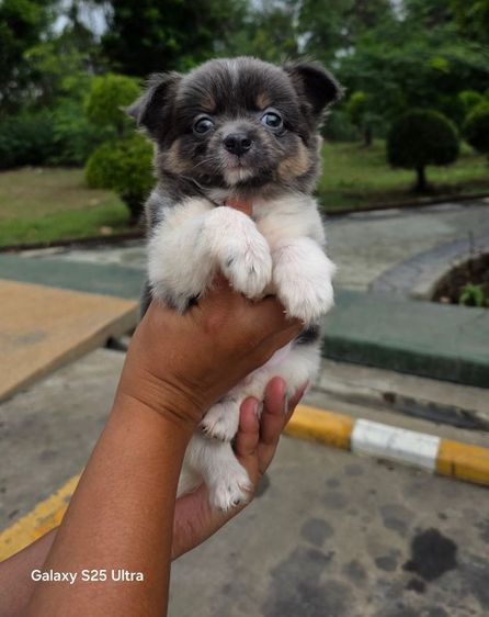ชิวาวาขนยาว รูปที่ 2