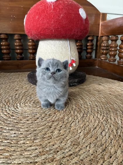 หาบ้านให้น้องแมว มั้นกิิน