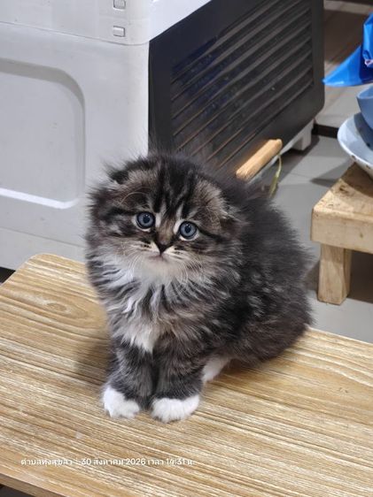 แมว scottish fold รูปที่ 2