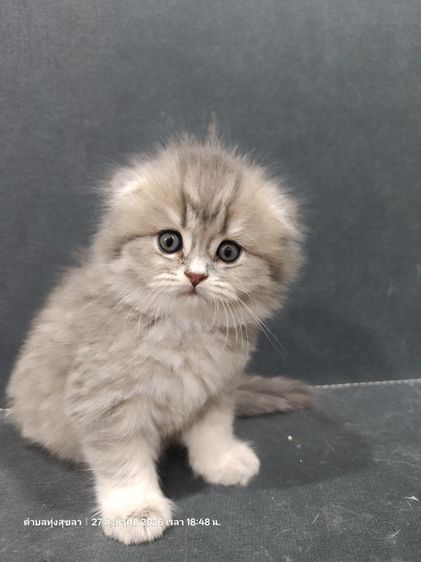 แมว scottish fold รูปที่ 4