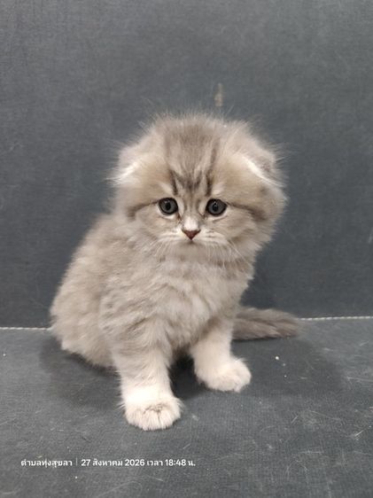 แมว scottish fold รูปที่ 3