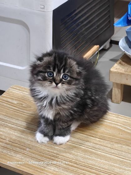 สก็อตติช โฟลด์ (Scottish Fold) แมว scottish fold