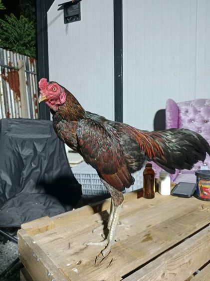 ไก่ชนพม่า