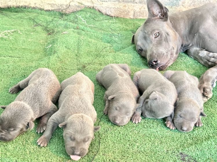 อื่นๆ กลาง Thai Ridgeback dog(ไทยหลังอานแท้)