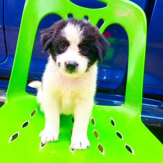 บางแก้ว (Thai Bangkaew Dog) ใหญ่ บางเเก้ว 