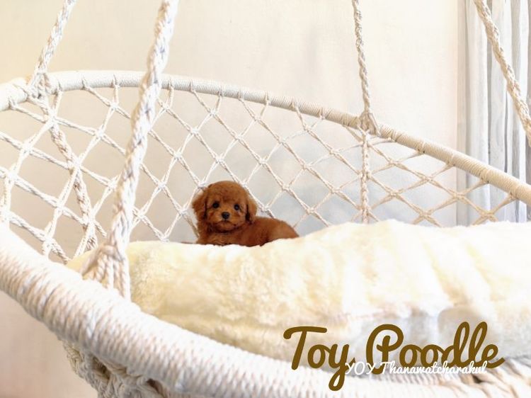 Toy Poodle Thailand Female male