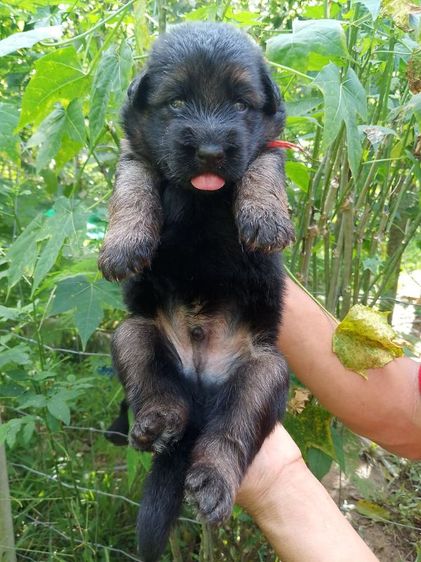 เยอรมันเชพเพิร์ด (German Shepherd) ใหญ่ เปิดจองลูกสุนัขเยอรมันเชพเพิร์ดแท้