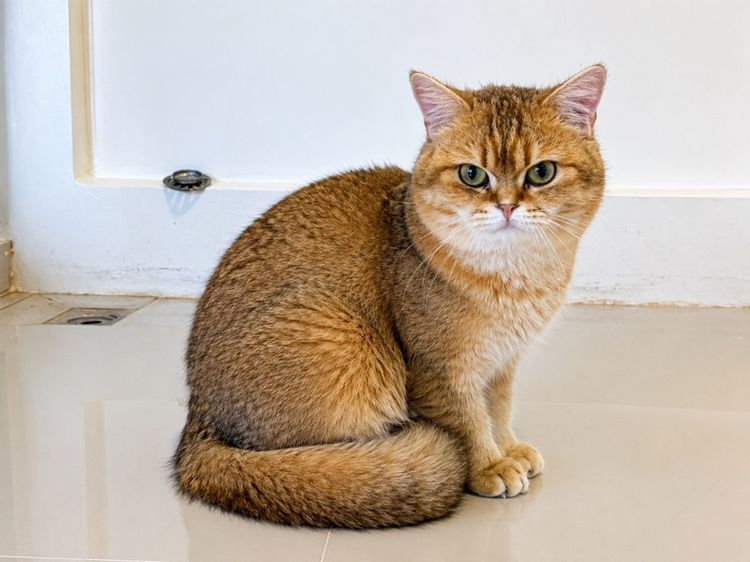 บริติช ชอร์ตแฮร์ (British Shorthair) แมวบริติช