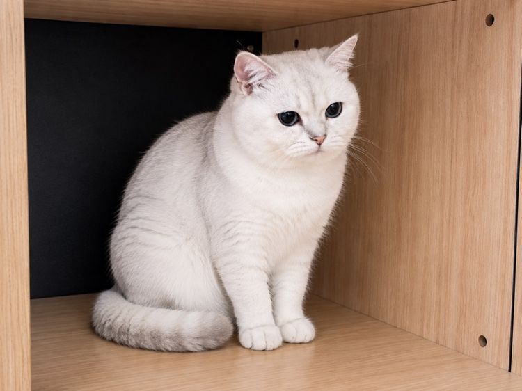 บริติช ชอร์ตแฮร์ (British Shorthair) แมวบริติช