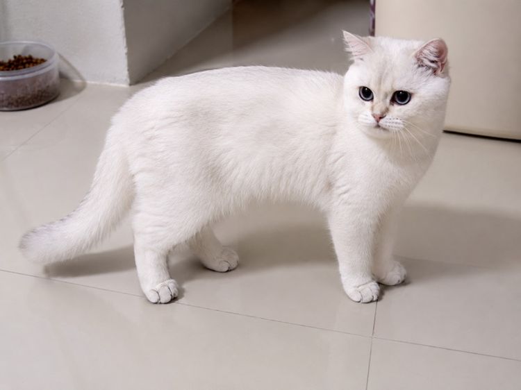 บริติช ชอร์ตแฮร์ (British Shorthair) แมวบริติช