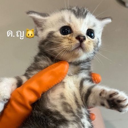 น้องสก็อตติชแท้ไม่ผสม