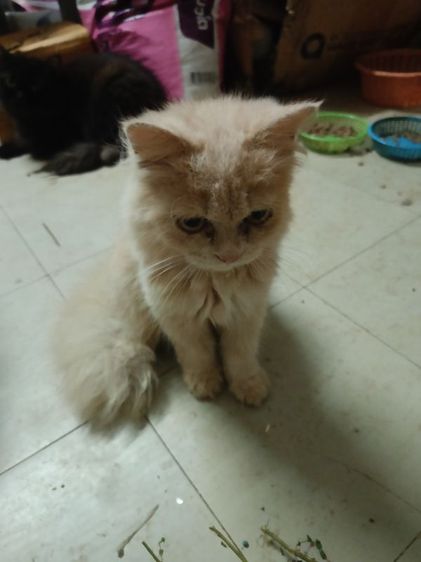 เปอร์รับเองลดได้ รูปที่ 3