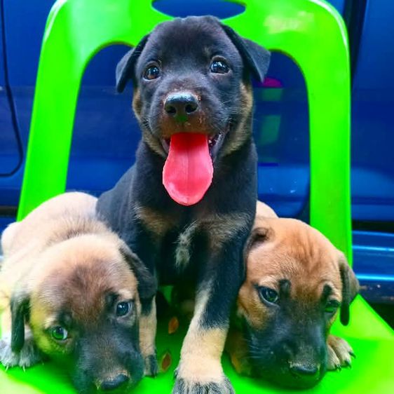 ร็อตไวเลอร์ (Rottweiler) ใหญ่ ร๊อตไวเลอร์ 