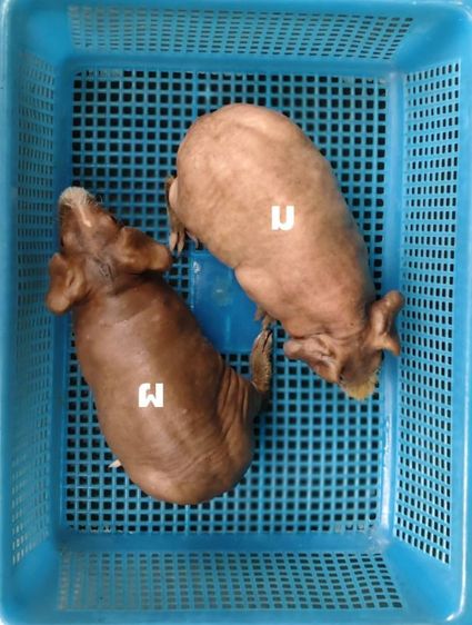 หนูฮิปโป