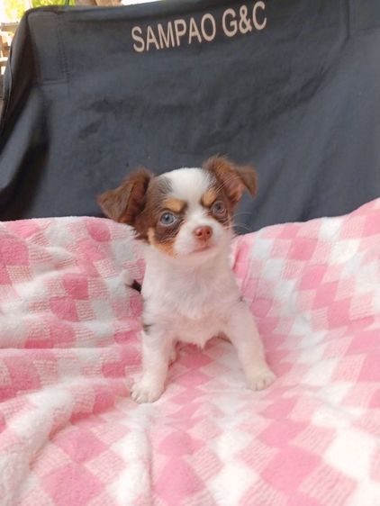 ชิวาวา (Chihuahua) เล็ก ชิวาว่า ขนยาว