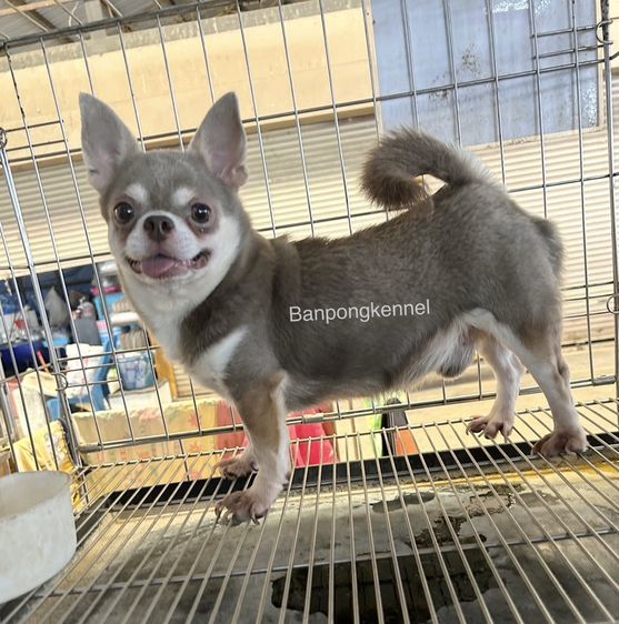 ชิวาวา (Chihuahua) รับผสมพันธ์ พ่อพันธุ์ชิวาวา ปอม บลูลี่ พุดเดิ้ล