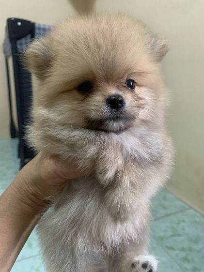 ปอมเมอเรเนียน (Pomeranian) เล็ก ปอมแท้เพศผู้ไซส์มินิอายุ50วัน