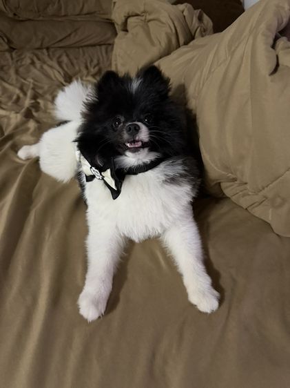 ปอมเมอเรเนียน (Pomeranian) เล็ก สุนัขปอมเพศผู้