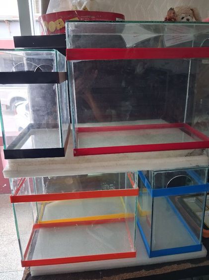 ขายตู้ปลาสวยงาม โหล ปลากัด รูปที่ 2