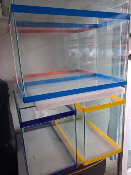 ขายตู้ปลาสวยงาม โหล ปลากัด รูปที่ 3