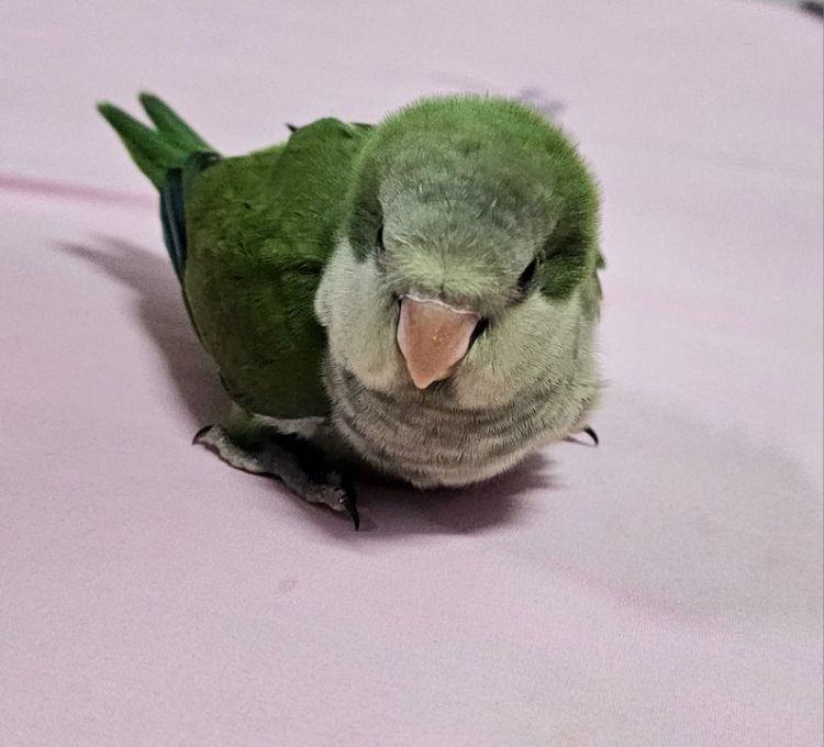 อื่นๆ นก ม๊อง