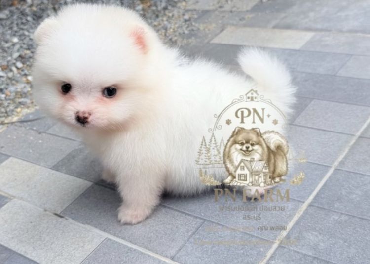ปอมแท้ราคาถูก รูปที่ 6