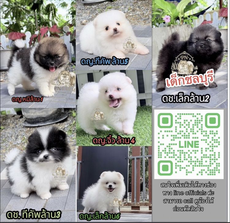 ปอมแท้ราคาถูก รูปที่ 4
